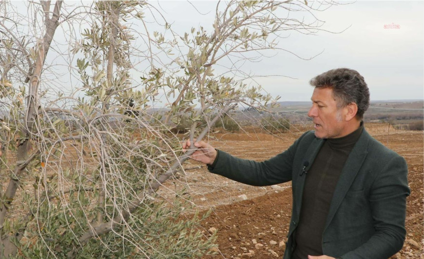 Orhan Sarıbal, Gaziantep'te zeytinliklerde incelemelerde bulundu: "Tarım ve Orman Bakanlığı bölgeye en uygun zeytin türlerini desteklemeli"