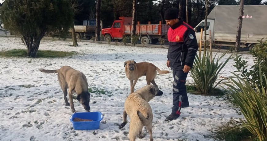 Silivri Belediyesi, sokak hayvanlarını soğuk kış günlerinde yalnız bırakmıyor