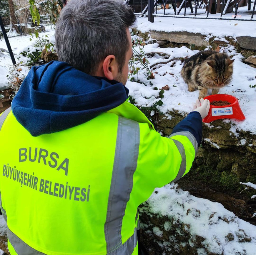 Bursa Büyükşehir Belediyesi, sokakta yaşayan can dostlara mama dağıttı