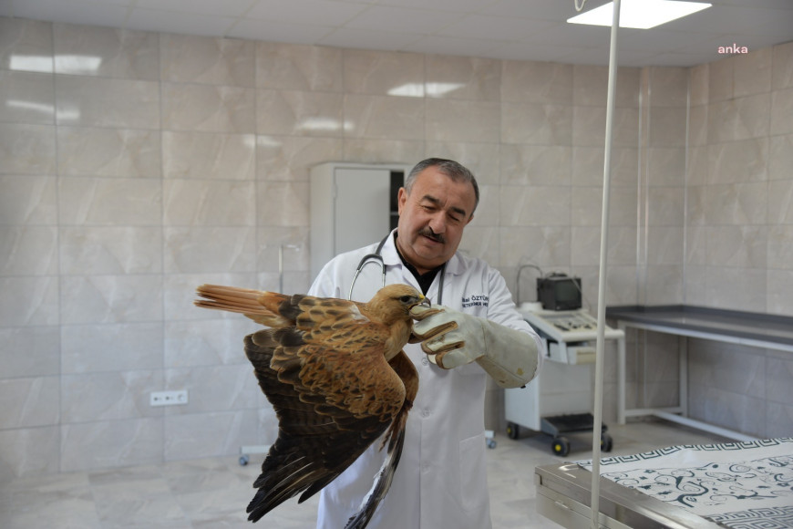 Kahramankazan Belediyesi, yaralı kızıl şahine ilk müdahaleyi yaptı