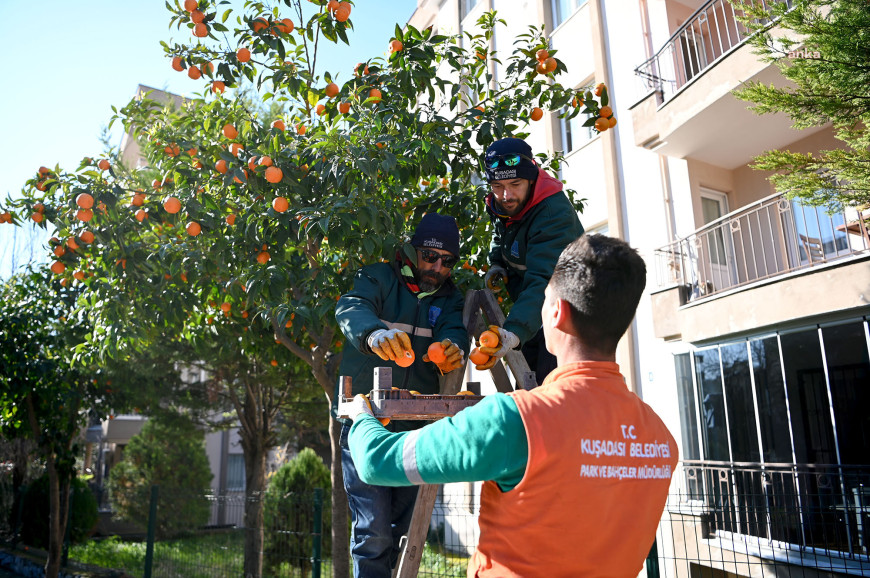 Kuşadası'nın cadde ve sokaklarda bulunan turunç meyvesi reçele dönüştürülüyor