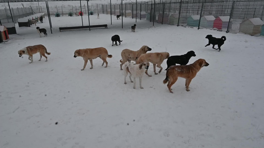 Yozgat’ta, veteriner hekimler ve akademisyenler sokak hayvanları için bir araya geldi