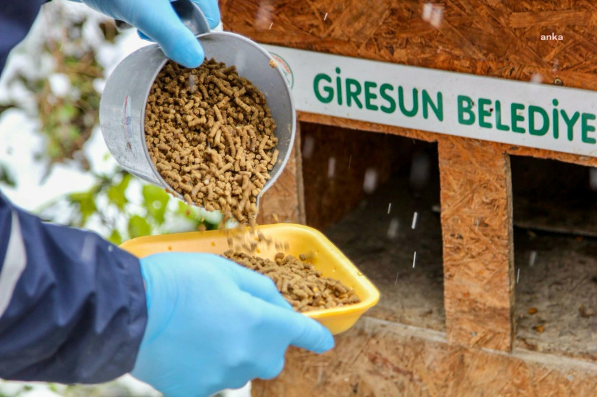 Giresun Belediyesi'nden can dostlara mama desteği 