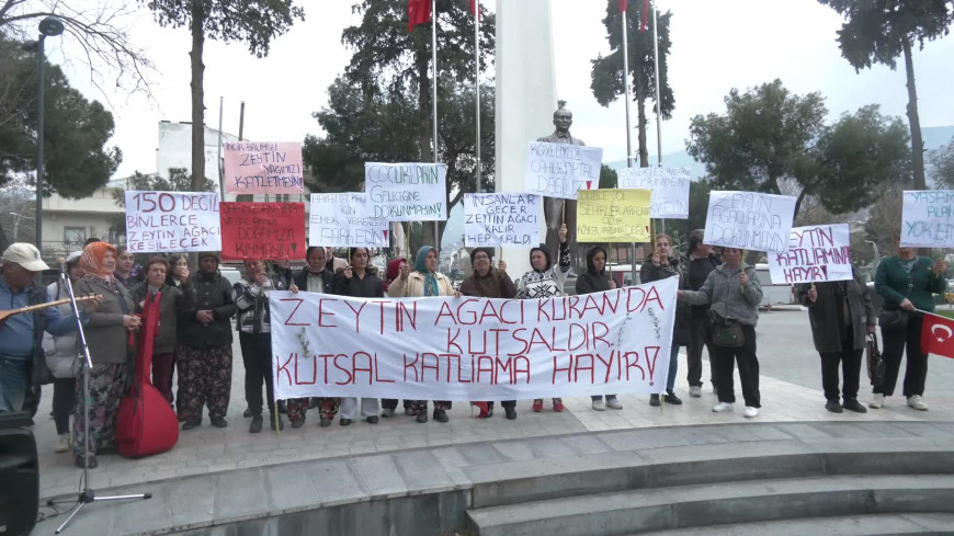 Tire-Belevi yolunda kamulaştırma nedeniyle ağaç kıyımına köylülerden tepki... "Zeytinlerimize dokunmayın"