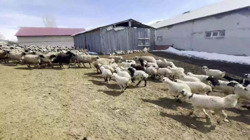 Erzurum'da yüzlerce kuzu anneleri ile buluştu