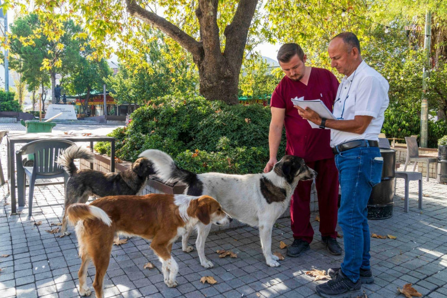 İzmir'de 11 ilçede 15 bin sahipsiz köpek tespit edildi