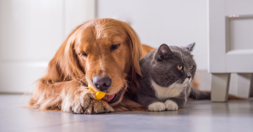 Çiplendirme süresi yıl sonuna kadar uzatıldı, kedi ve köpek sahiplerine zorunlu kayıt şartında değişiklik