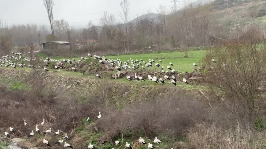 Baharın habercisi leylekler Bilecik’te görüntülendi