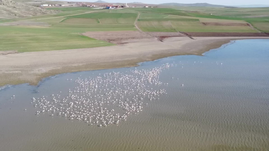 Yozgat Gelingüllü Barajı, göçmen konukları flamingoları ağırlıyor