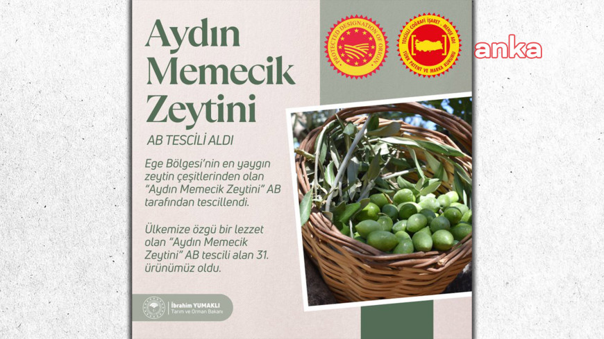 Bakan Yumaklı: "Aydın Memecik Zeytini, AB tarafından coğrafi işaretli ürün olarak tescillendi"