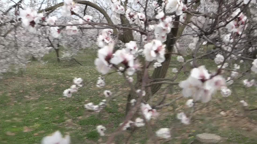 Malatya'da soğuk hava alarmı: Balkanlardan gelen soğuk ve yağışlı hava, kayısıların çiçeklenme dönemini tehdit ediyor