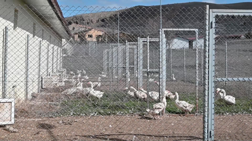 Yozgat’ta kaz verimini artırmaya yönelik bilimsel çalışma başlatıldı