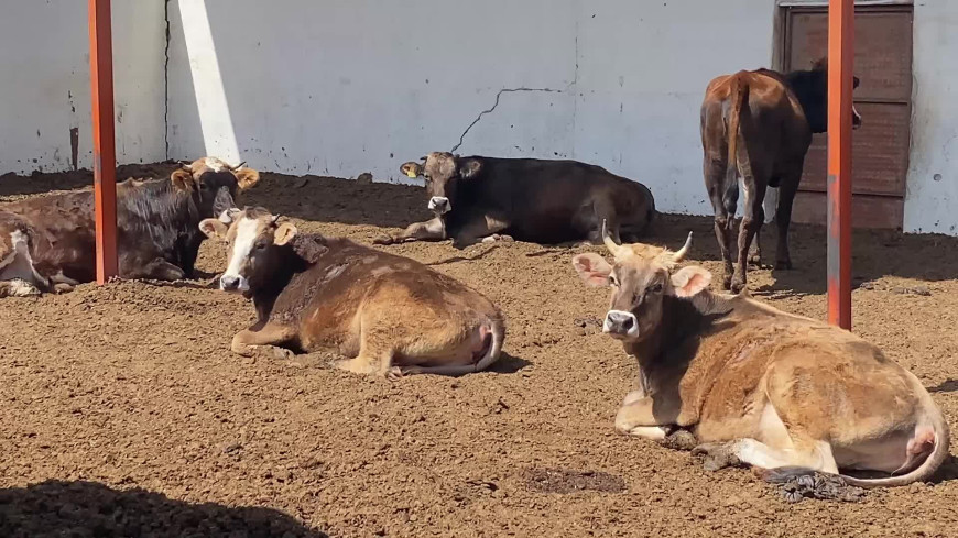 Yozgat’ta kurbanlıklar görücüye çıktı... Yozgat Ziraat Odası Başkanı Açıkgöz girdi maliyetlerinin yüksekliğini dile getirdi