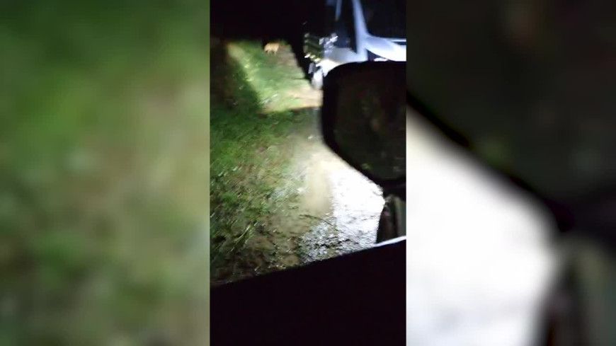 Yağlıdere Belediyesi'nin aracı 40'a yakın sokak hayvanını gece yarısı ormana bırakırken görüntülendi