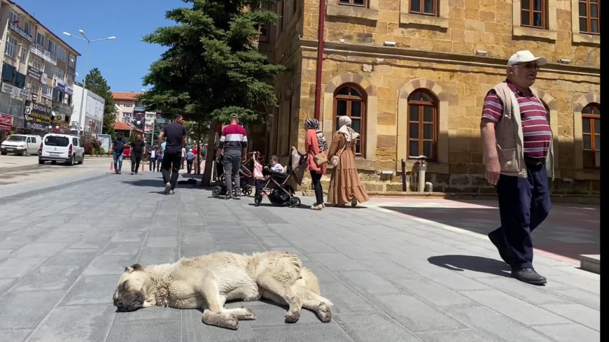 Yozgat’ta sokak hayvanları, veterinerlik fakültesi tarafından kısırlaştırılacak