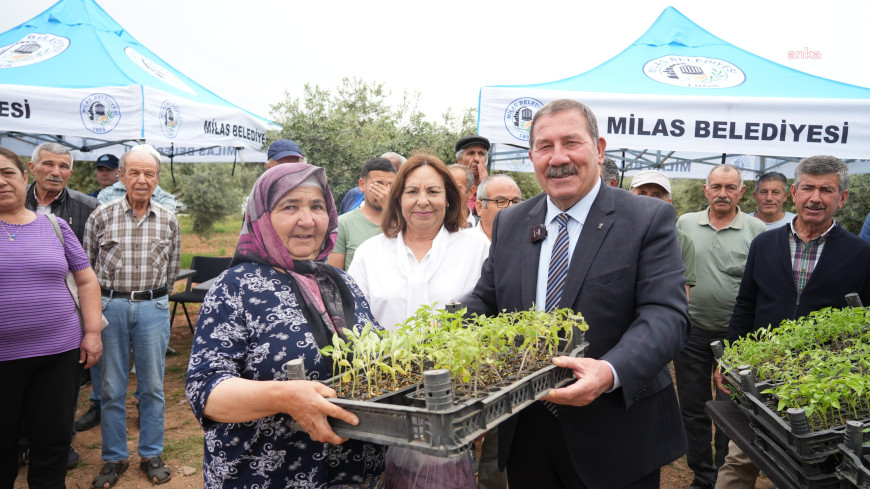 Milas Belediyesi, ata tohumlarını yaşatmak için üreticilere fide dağıttı