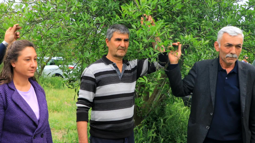 Muğla Büyükşehir Belediyesi’nden zirai dondan zarar gören üreticiye destek