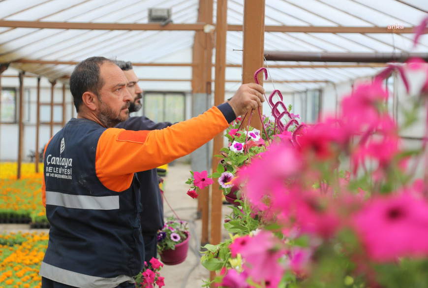 Çasera'da üretilen yazlık çiçekler, Çankaya'yı süsleyecek