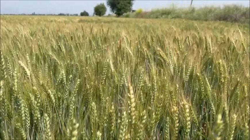 CHP Adana Milletvekili Ayhan Barut: "Kuraklık, don ve dolu nedeniyle buğdayda rekolte kaybı yüzde 50"