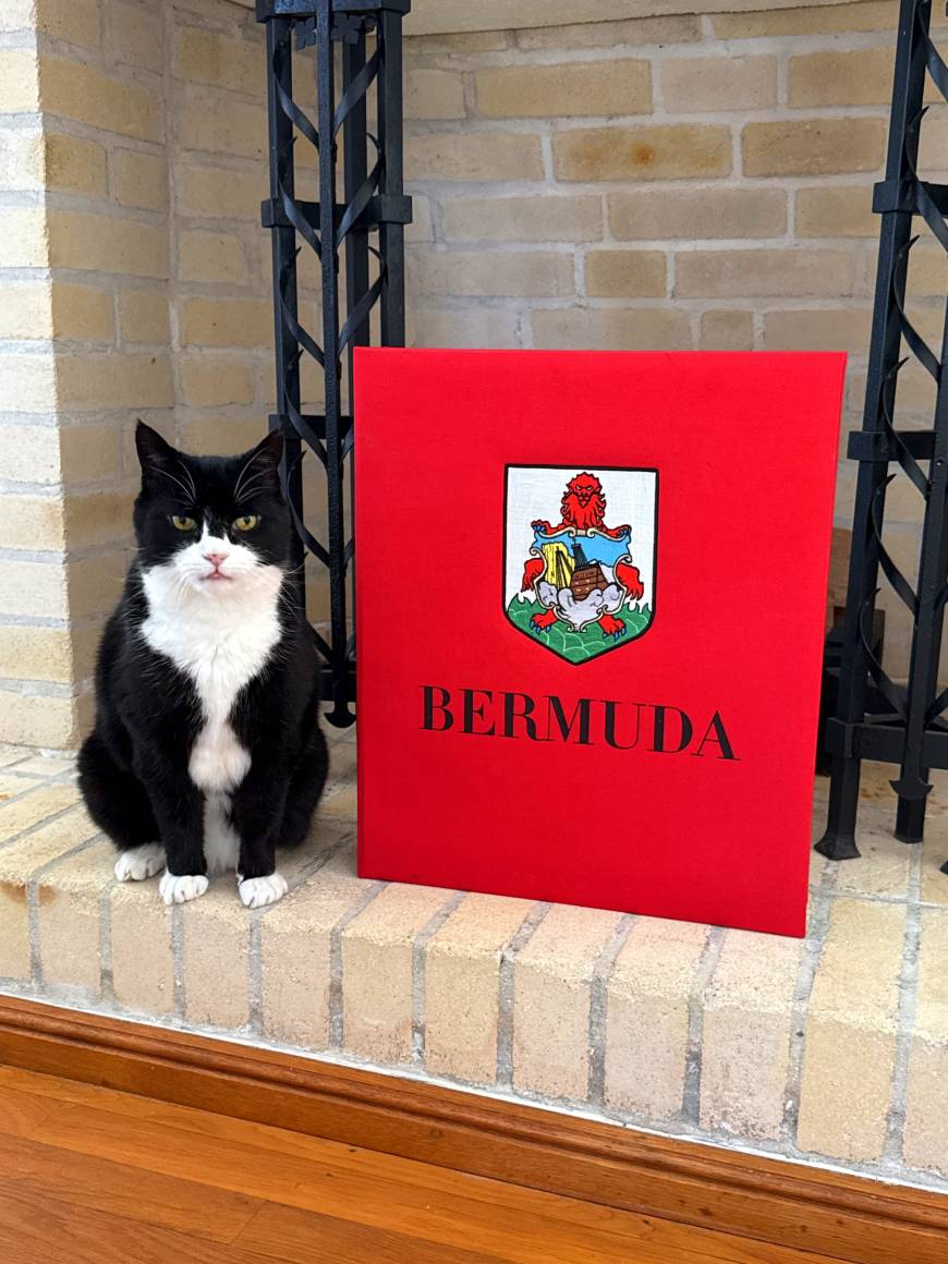İngiltere Dışişleri Bakanlığı'nın eski kedisi Palmerston, Bermuda'da yeni görevine başladı