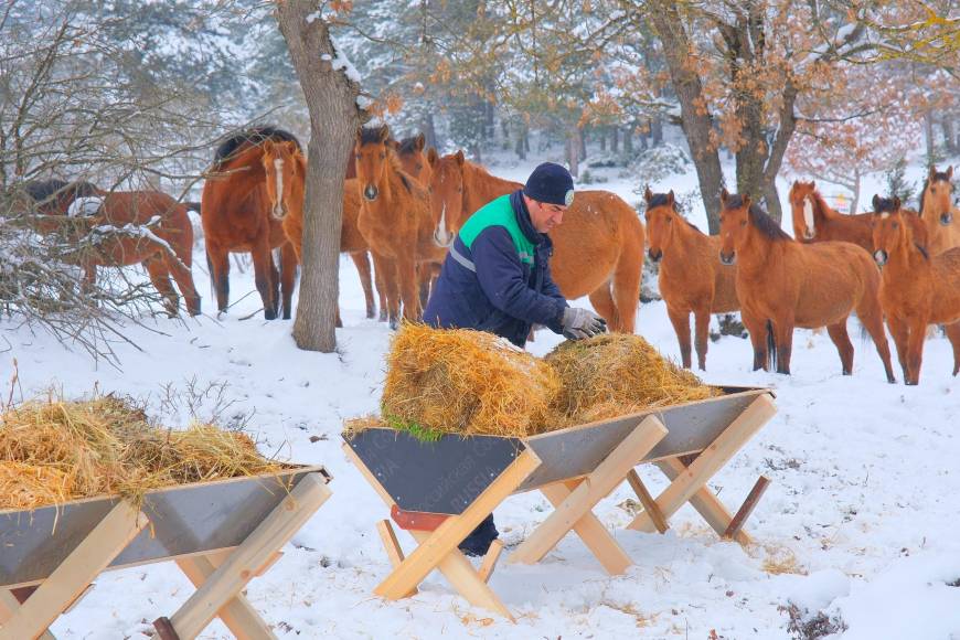 Karın etkili olduğu Bolu'da yılkı atlarına yem bırakıldı