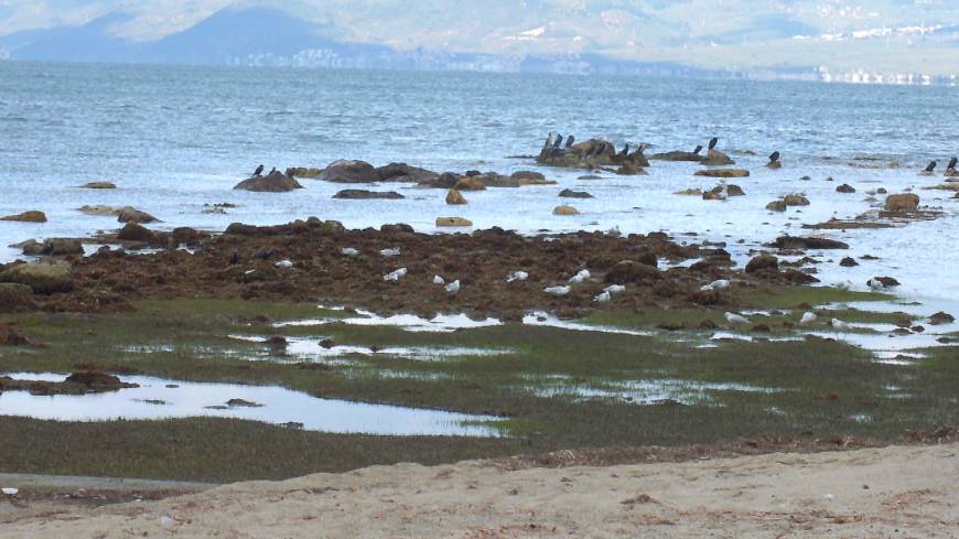 Burhaniye'de deniz çekildi, 2 bin 500 yıllık antik liman ortaya çıktı 