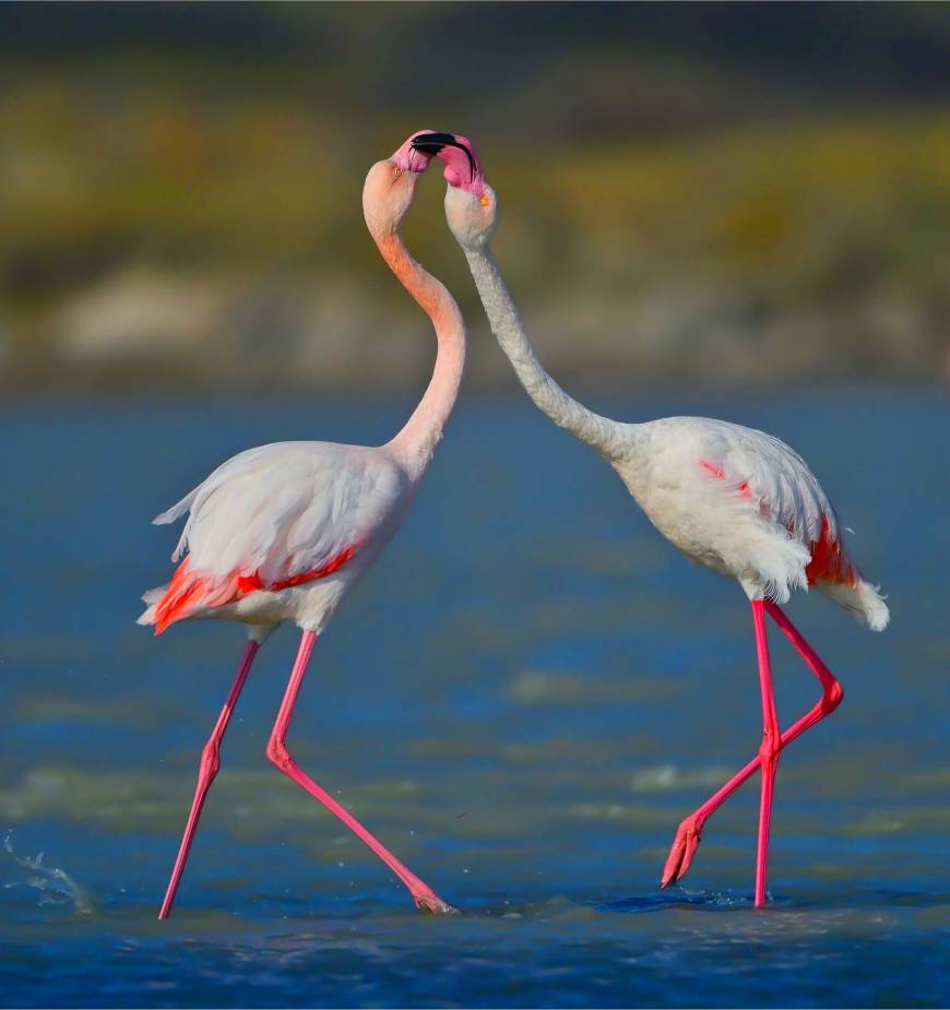 Gökçeada'da flamingoların 'kur' ve 'beslenme' dansı fotoğraflandı