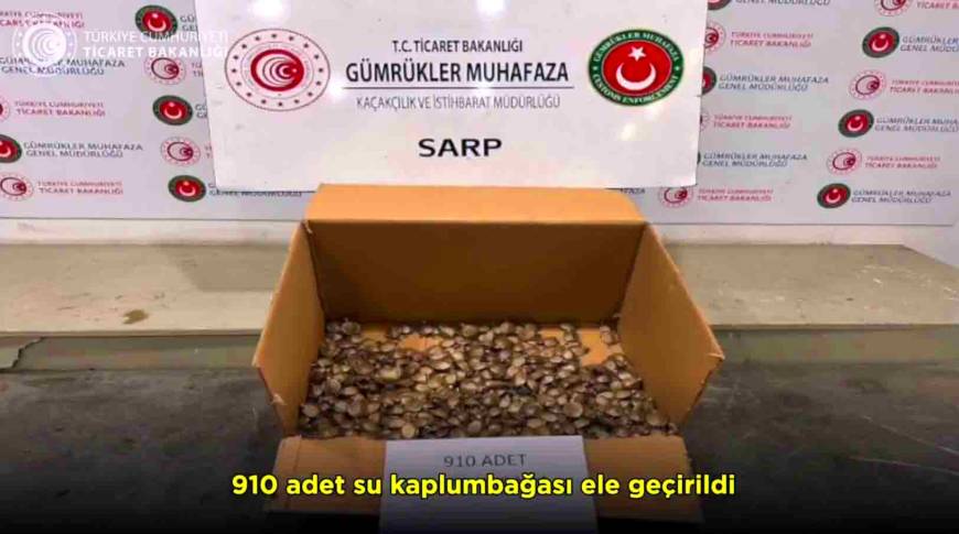 Sarp Gümrük Kapısı'nda 910 su kaplumbağası ele geçirildi