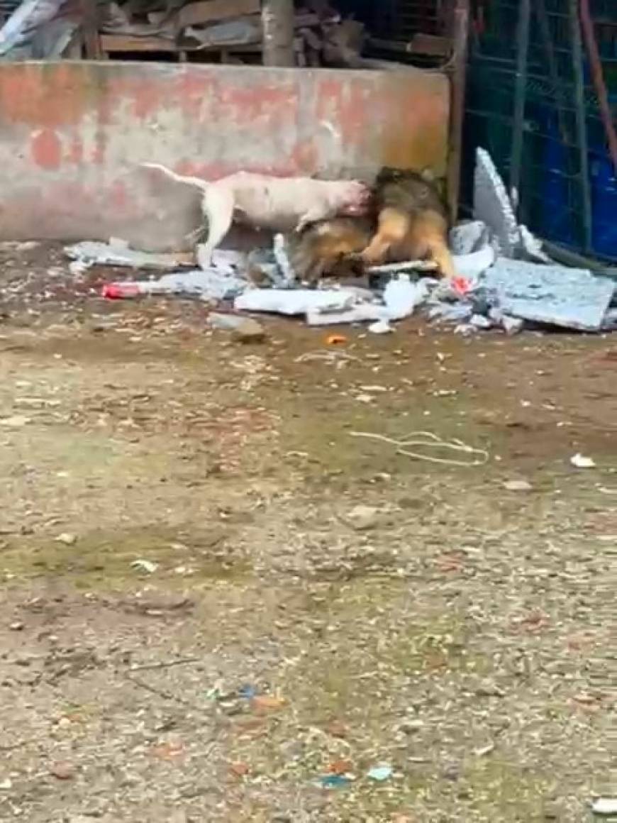 Sokağa atılan pitbull, mahallenin baktığı köpeğe saldırıp, yaraladı