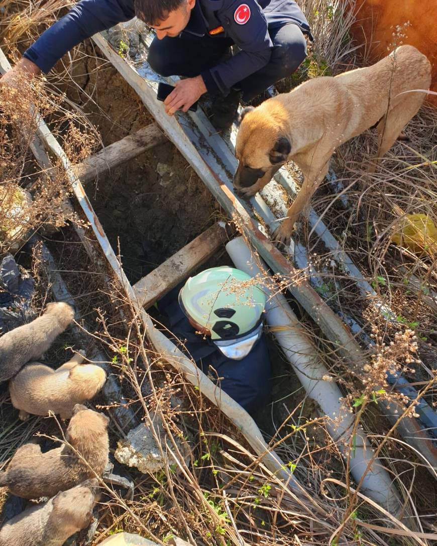 Anne köpek, çukura düşen yavrusu kurtarılana kadar ekiplerin yanından ayrılmadı