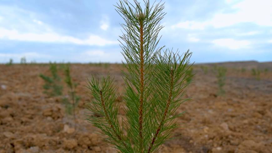 Şehir peyzajlarına bakanlık standardı geliyor