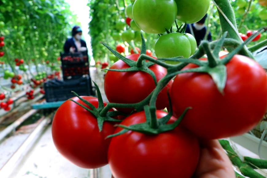 Soğuk hava rekortmeni Çaldıran'da, jeotermal enerji ile ısıtılan seralarda tonlarca domates üretildi