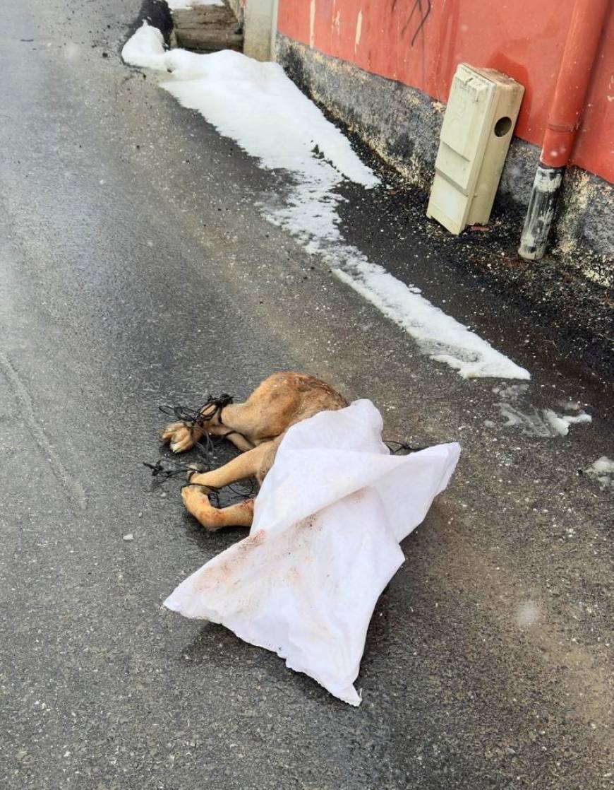 Kayseri'de hayvan vahşeti; ayakları bağlanan köpek, silahla öldürülüp çuvalla sokağa atıldı