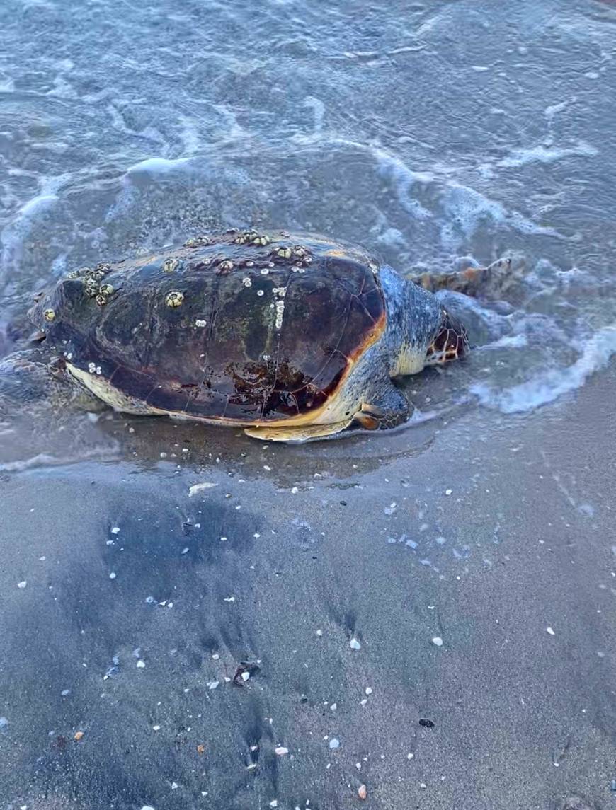 Bodrum sahilinde ölü caretta caretta bulundu