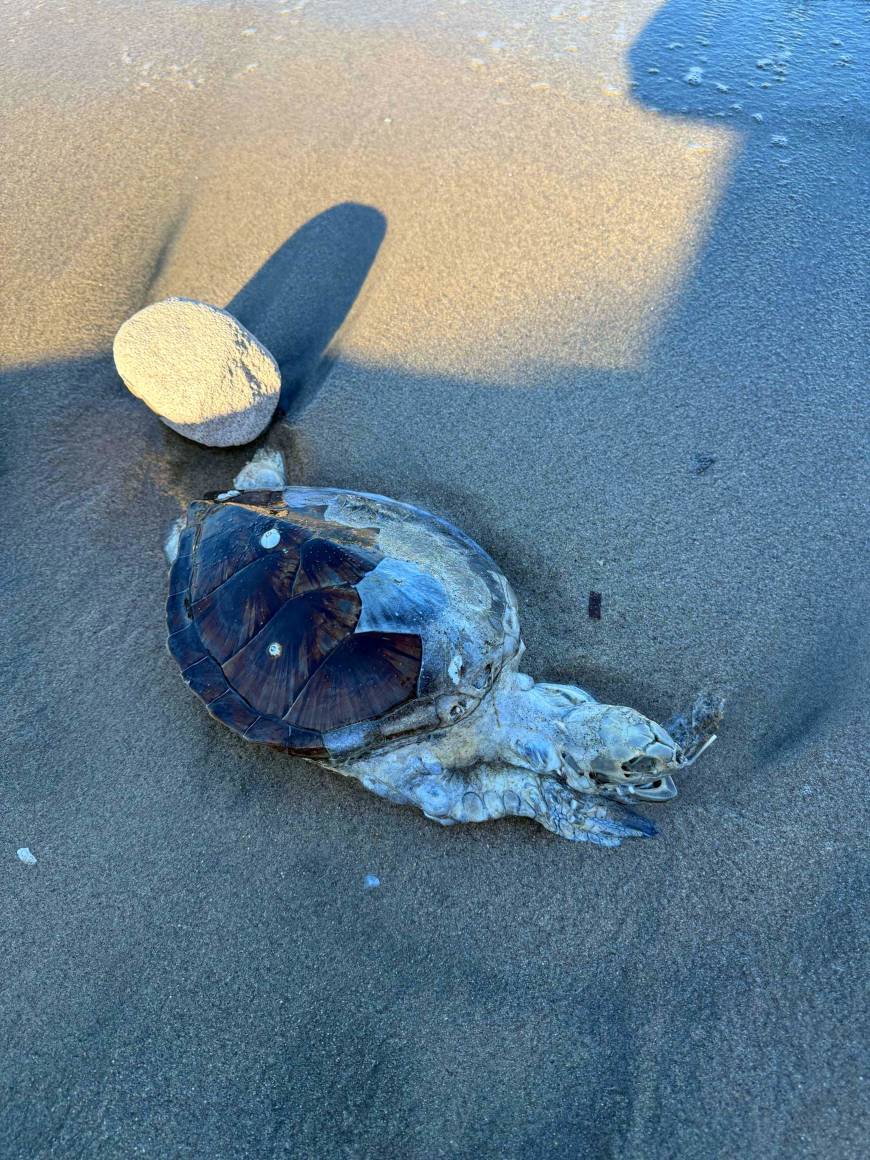 Bodrum'da ölü yavru caretta kıyıya vurdu