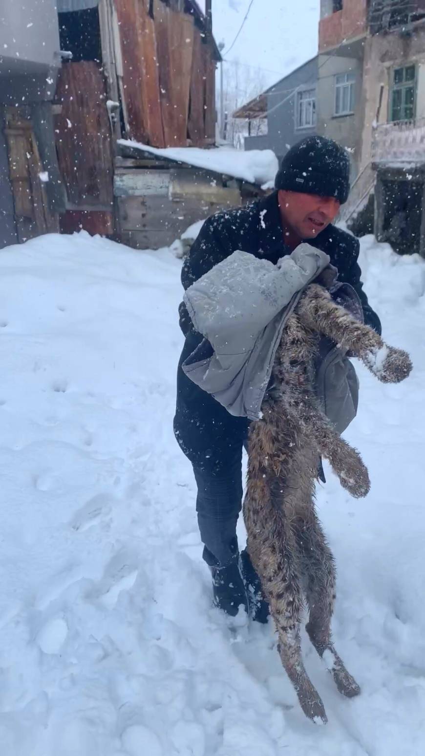 Yiyecek bulmak için köye inen vaşak, köpeklerin saldırısına uğradı