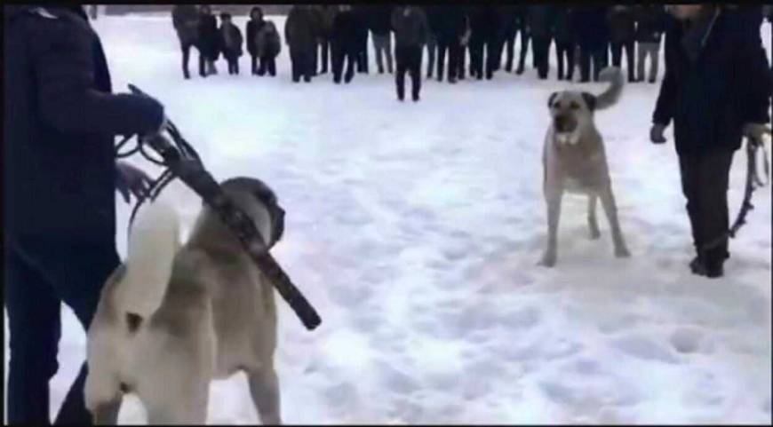 Erzurum'da köpek dövüştüren 2 kişiye yasal işlem