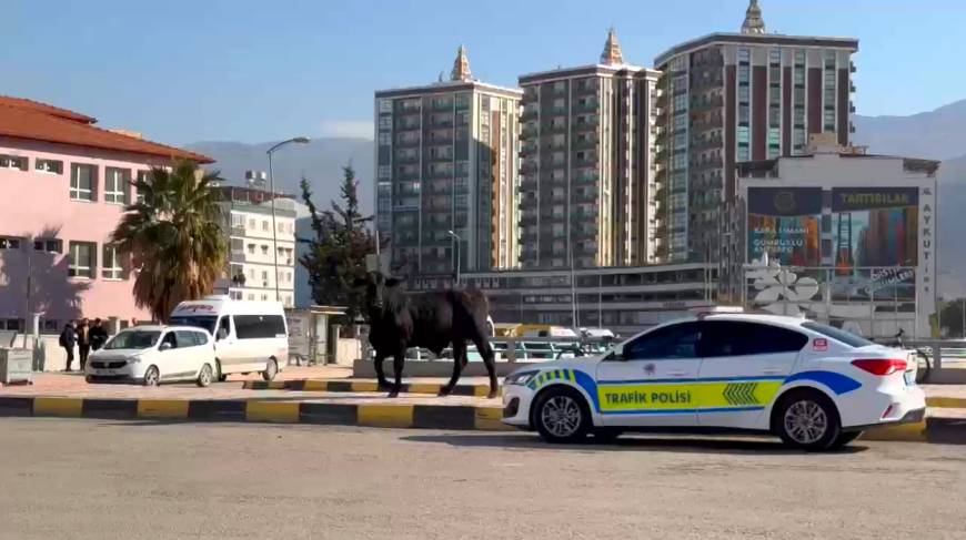 Limandan kaçan angus şehre indi; darbeleri ile 3 kişi yaralandı