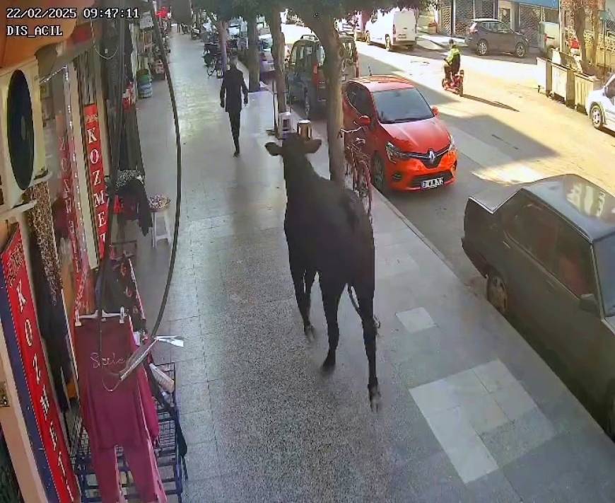 Kaçan angusun kaldırımdaki kişiyi boynuz darbesiyle yaraladığı anlar kamerada