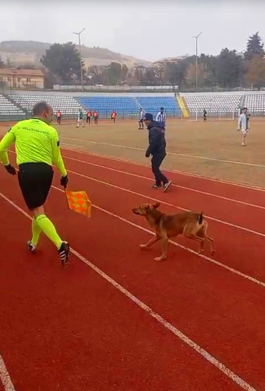 Sahaya giren köpeği yan hakem çıkardı; o anlar kamerada