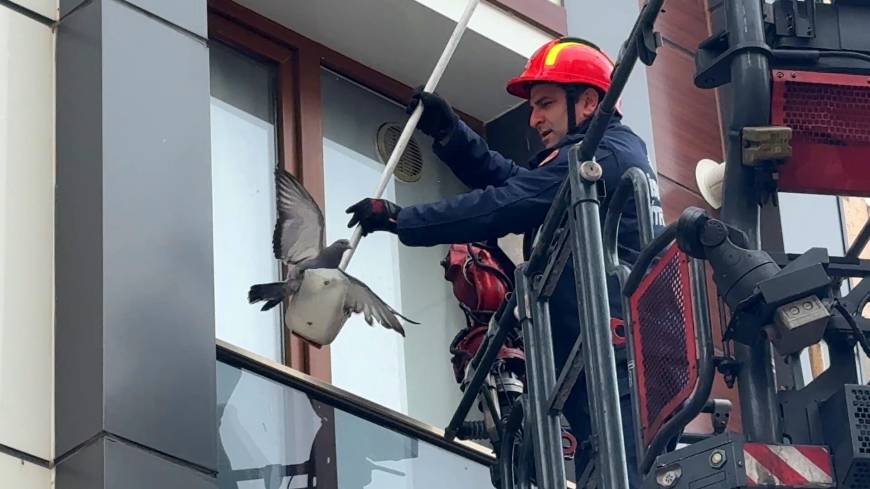 İstanbul- Avcılar'da cam balkonda mahsur kalan güvercini itfaiye kurtardı