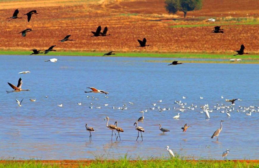 Reyhanlı Baraj Gölü, Türkiye'nin yeni kuş cenneti oluyor