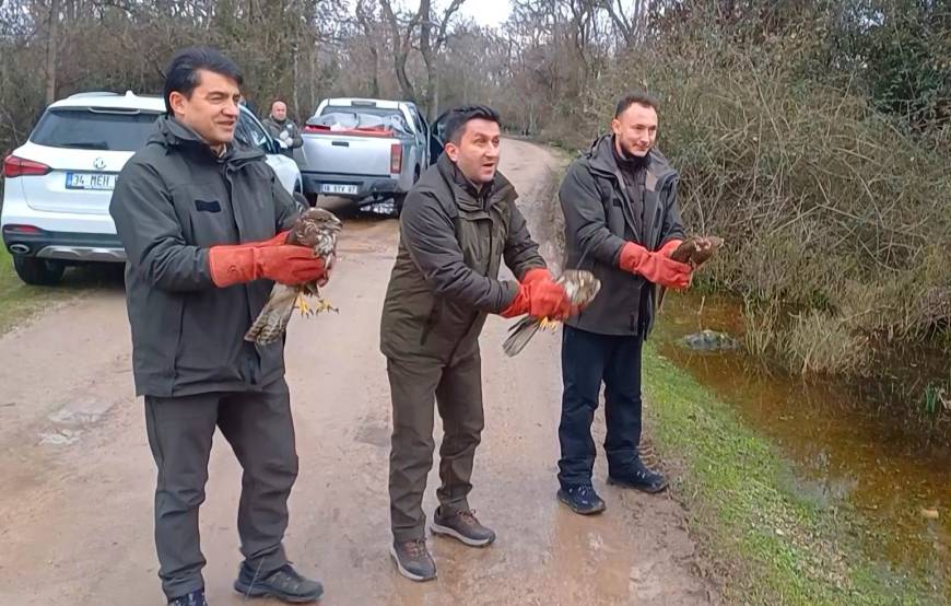 3 şahin ile 22 yeşil başlı ördek doğaya salındı