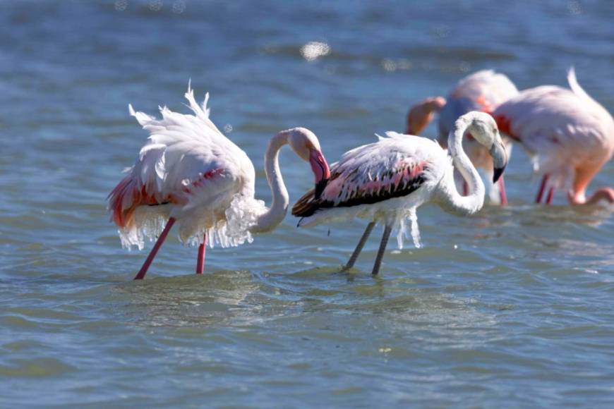 Eğirdir Gölü'nde kışlayan flamingoların vücutlarında buz sarkıtları oluştu