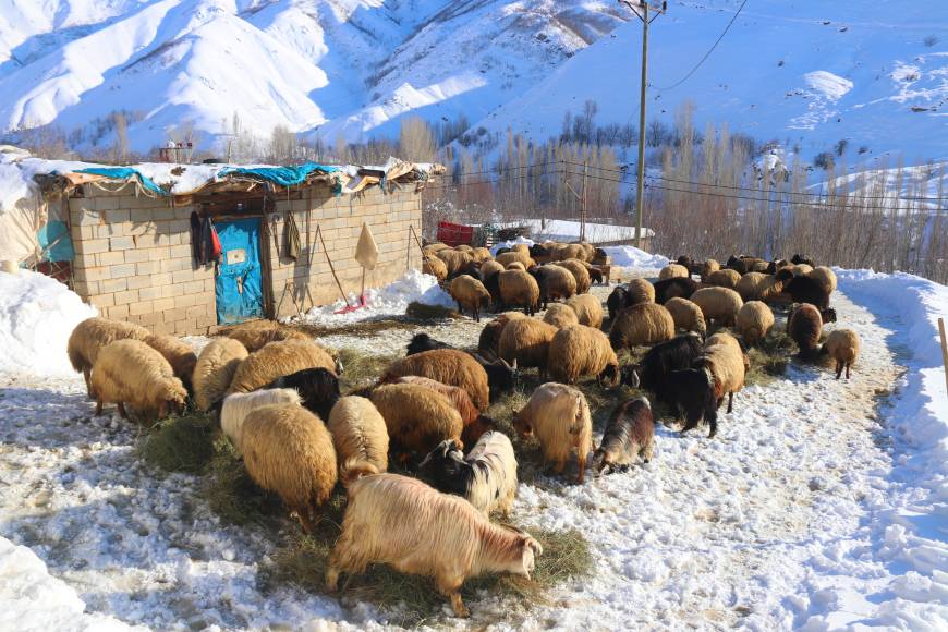 Bitlis'te besicilerin zorlu kış mesaisi / Ek fotoğraflar