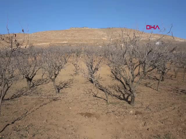 SİİRT - Çiftçilere 'kuraklık' uyarısı: Sulama imkanı olan fıstık ağaçlarına su versin