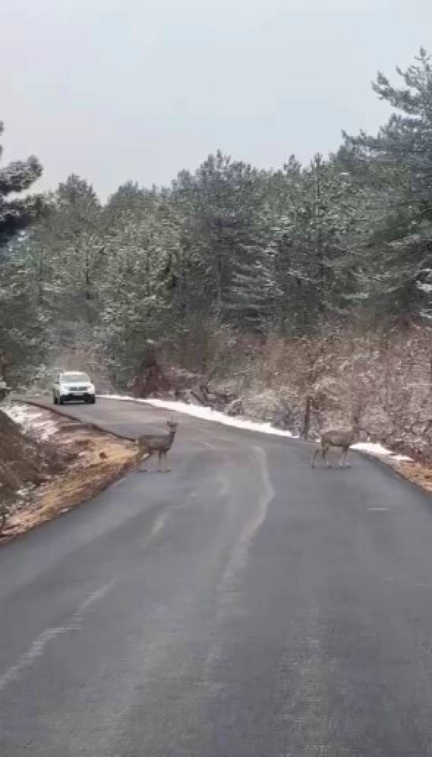 Yola inen 2 karacayı orman ekipleri görüntüledi