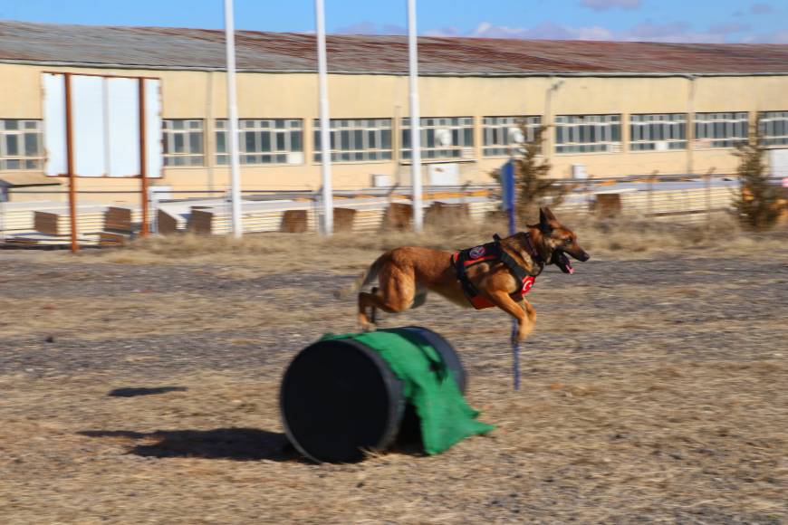 TSK'nın arama kurtarma köpekleri