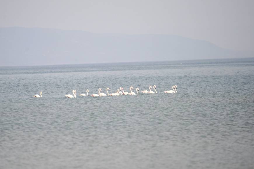 Göç yolundaki flamingolar, İznik Gölü'nde konakladı