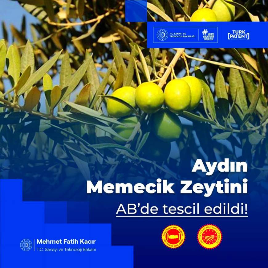 Aydın Memecik Zeytini'ne AB tescili (2)